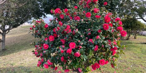 Gardening Trends: The Rise of Camellia sasanqua October Magic
